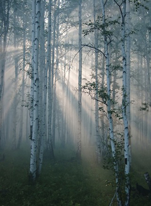  New 2 nd edition Memory In Our Bones